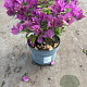 Bougainvillea spectabilis GM P17