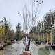 Cercis siliquastrum 350-400 cm draadkluit meerstammig