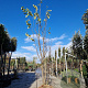 Cercis siliquastrum 350-400 cm draadkluit meerstammig