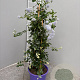 Ceanothus thyrsiflorus repens 70 cm 3,0L piramide