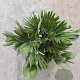 Chamaerops humilis 'Vulcano' 50-60 cm 6L