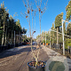 Cornus florida rubra 125-150 cm 30L