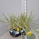 Cordyline variegata 40-50 cm C1.2