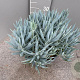 Curio ficoides 'Mount Everest' GM 9L