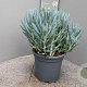 Curio ficoides 'Mount Everest' GM 9L