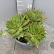 Echeveria agavoides GM 9L