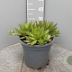 Echeveria agavoides GM 9L