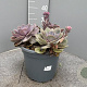 Echeveria Purple Pearl GM 9L