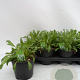 Eruca sativa P14