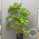 Fatsia japonica 125-150 cm 18L