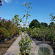 Ficus carica 250-300 cm container meerstammig