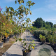 Ficus carica 250-300 cm container meerstammig