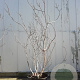 Ficus carica 250-300 cm container meerstammig