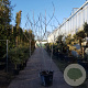Ficus carica 250-300 cm container meerstammig