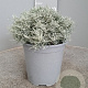 Helichrysum italicum GM C3