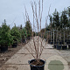 Heptacodium miconioides 175-200 cm container meerstammig
