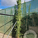 Jasminum mesnyi 350-400 cm 30L
