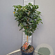 Lantana camara 90 cm 5,0L stam