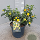 Lantana camara gm 4,0L