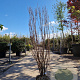 Lagerstroemia Dynabite 175-200 cm draadkluit meerstammig solitair