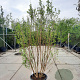 Lagerstroemia Dynabite 200-250 cm container meerstammig extra