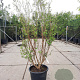 Lagerstroemia Dynabite 200-250 cm container meerstammig extra