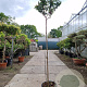 Lagerstroemia indica 200 cm stam container 6-8