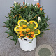 Lampranthus aureus GM P17