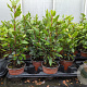 Laurus nobilis P14