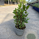 Laurus nobilis P14