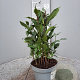 Laurus nobilis P14