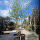 Mespilus germanica 250-300 cm container meerstammig