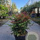 Nandina d. Obsessed 40-50 cm 25L