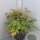 Nandina domestica 60-80 cm 25L