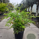 Nandina domestica 80-100 cm 2,5L