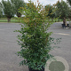 Nandina domestica 80-100 cm 2,5L