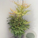 Nandina domestica 80-100 cm 2,5L