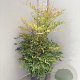Nandina domestica 80-100 cm 2,5L