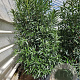 Nerium oleander 175-200 cm 50L