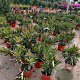 Nerium oleander 30-40 cm 3,0L