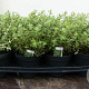 Origanum majorana P14