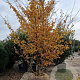 Parrotia persica 350-400 cm container meerstammig extra