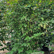 Parrotia persica 'Vanessa' 200-250 cm container meerstammig extra
