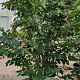 Parrotia persica 'Vanessa' 200-250 cm container meerstammig extra