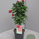 Pentas lanceolata 80 cm 3,0L stam