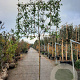 Photinia fraseri 'Red Robin' 10-12 cm container LEIVORM 200 cm stam