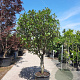Photinia fraseri 'Red Robin' 200-250 cm container 80 stam