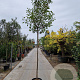 Photinia fraseri 'Red Robin' 200 cm 30L 10-12