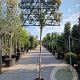 Photinia fraseri 'Red Robin' 200 cm stam container 14-16 hoge lei