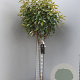 Photinia fraseri 'Red Robin' 90 cm stam container bol